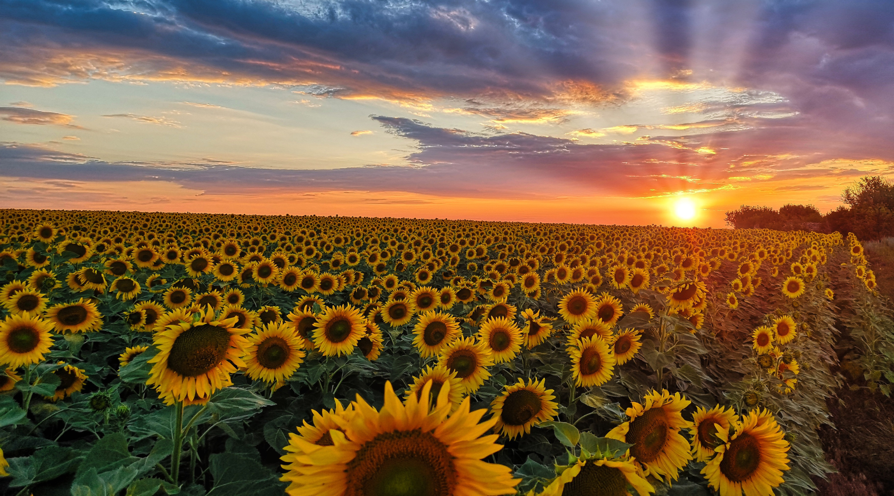 Flower Garden – SUNGARDEN